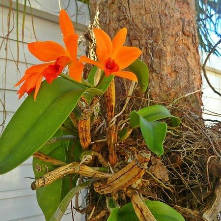 Pousada Orquideas Guaruja Exterior photo